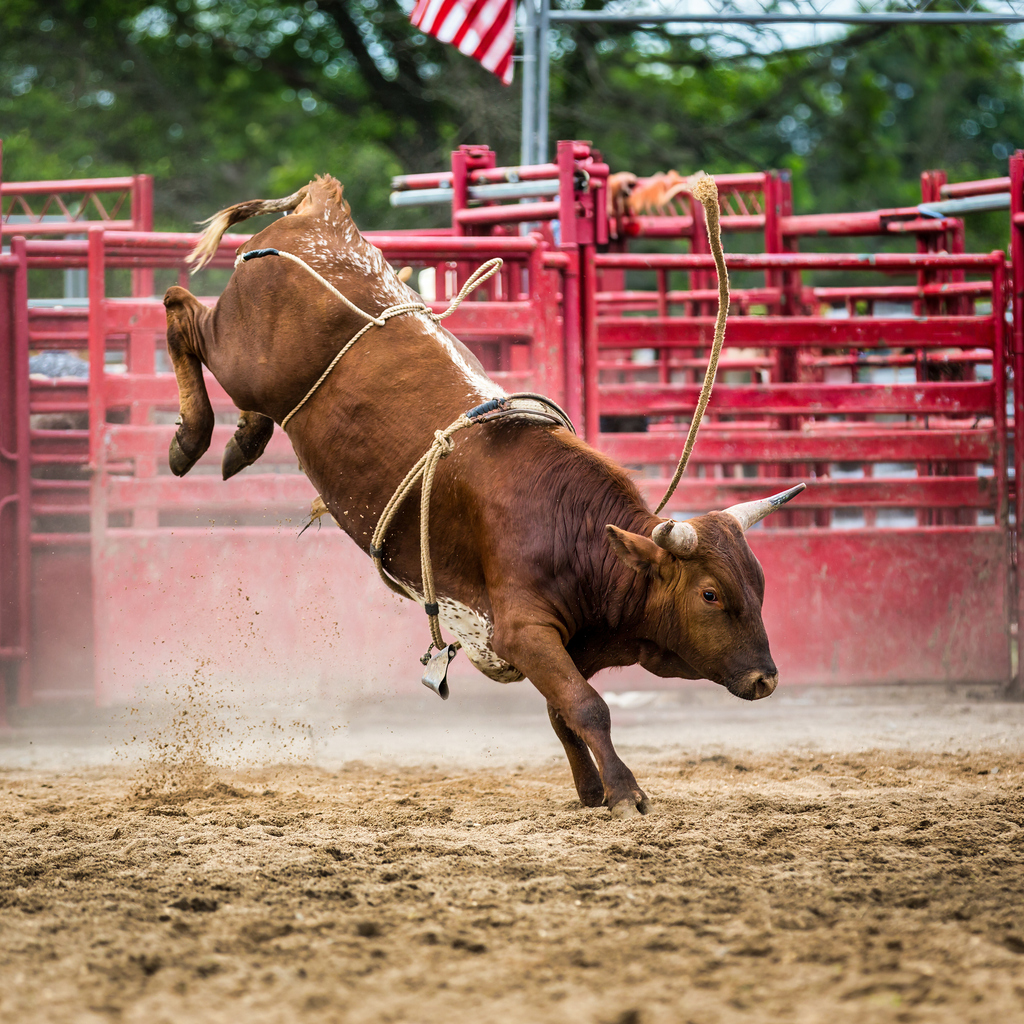 National Finals Rodeo 100 Level Experience
