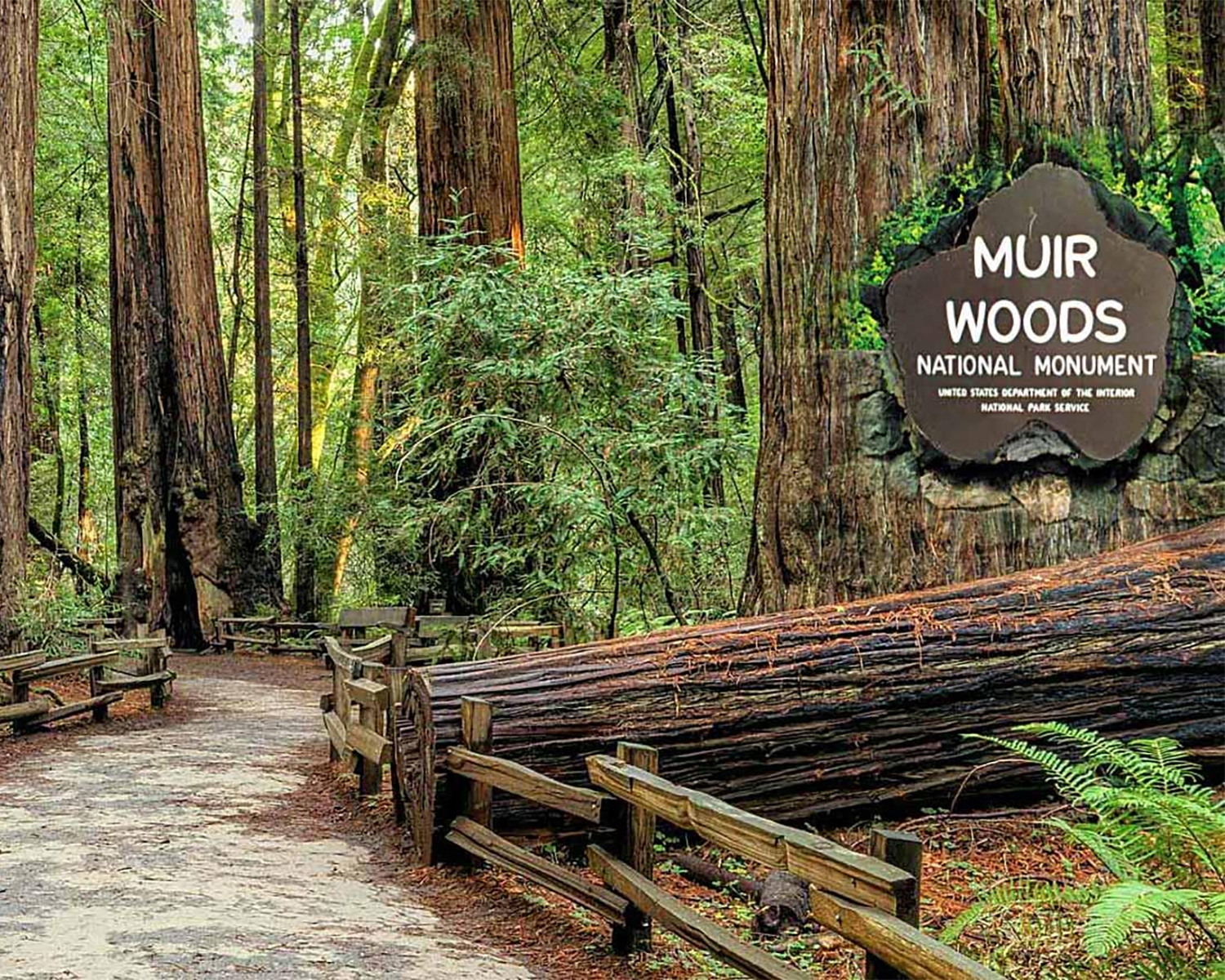 Three Night San Francisco China Town, Redwoods and Sausalito Tour with Airfare